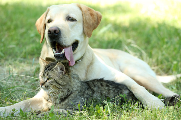 Friendly dog and cat resting over green grass background