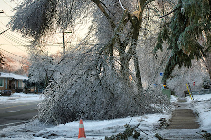 Image of a frozen tree which has knocked down power lines in a snow covered area.