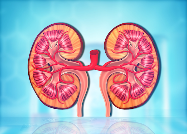 3D illustration of cross section of human kidneys