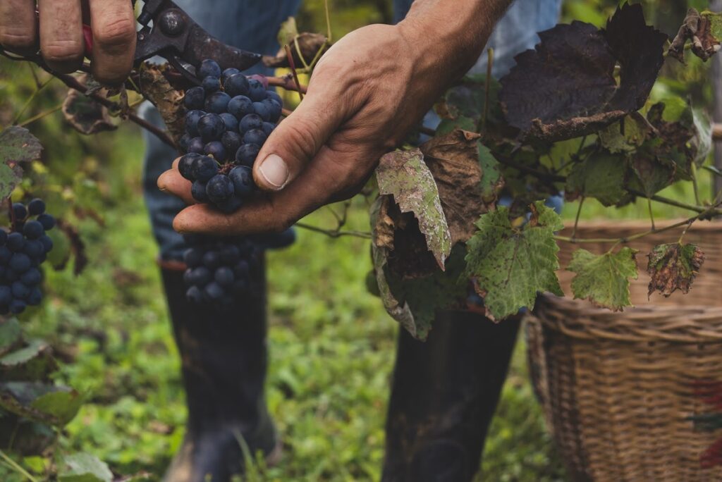 A hand holding ripe grapes in a vineyard