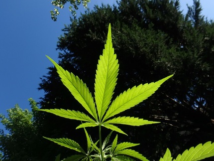 cannabis leaf growing in nature
