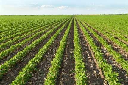 View of soy bean field looking down the rows with the sky on the far horizon