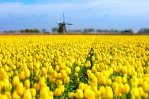 Tulip fields and windmill in Holland, Netherlands. Blooming flower fields with red and yellow tulips in Dutch countryside. Traditional landscape with colorful flowers and windmills.