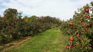 Image of an Apple Orchard.