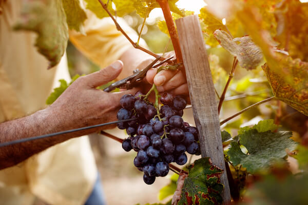 Person harvesting grapes